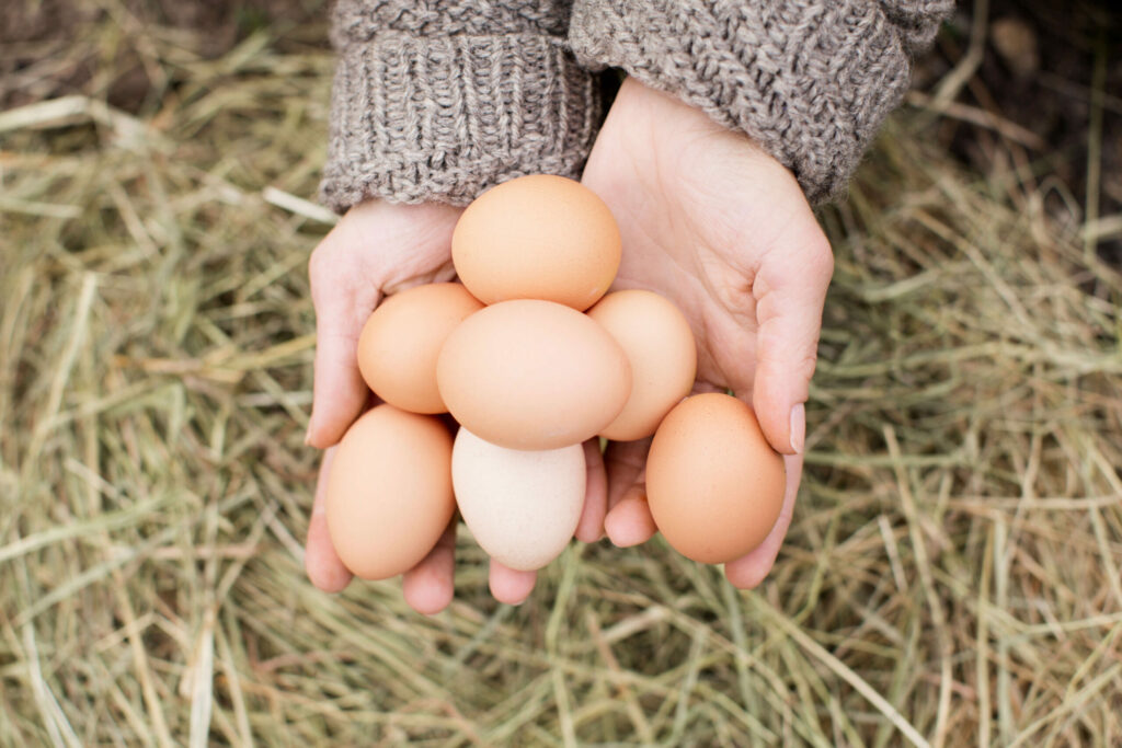 hands-cradling-a-clutch-of-fresh-eggs