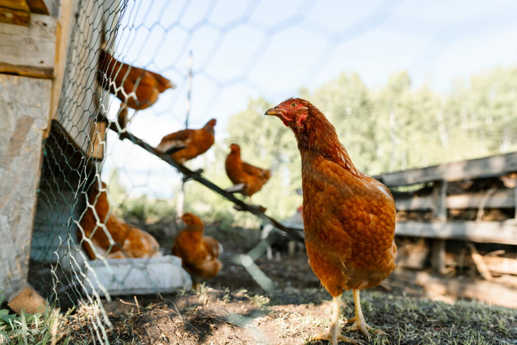 red-hen-close-up
